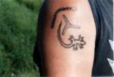 Aussiebaer mit Tatoo